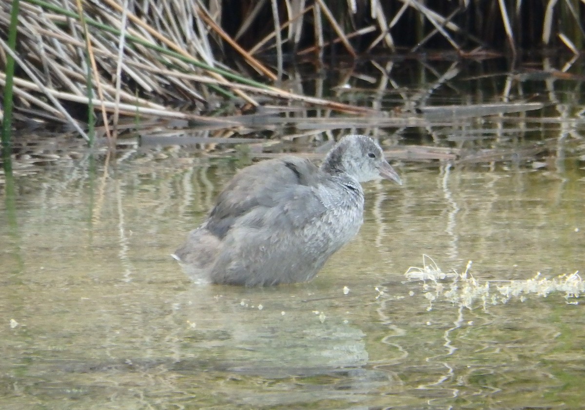 American Coot - ML173936391