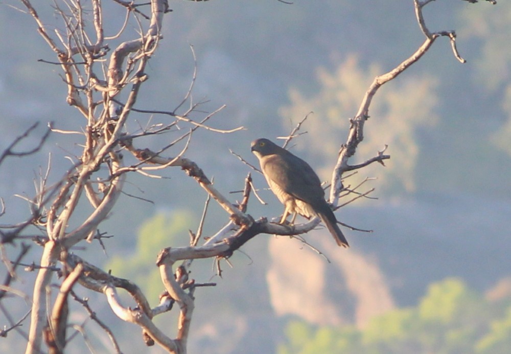 Collared Sparrowhawk - ML173936481