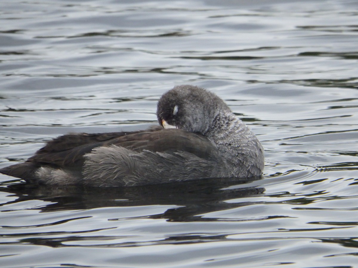 American Coot - ML173936491