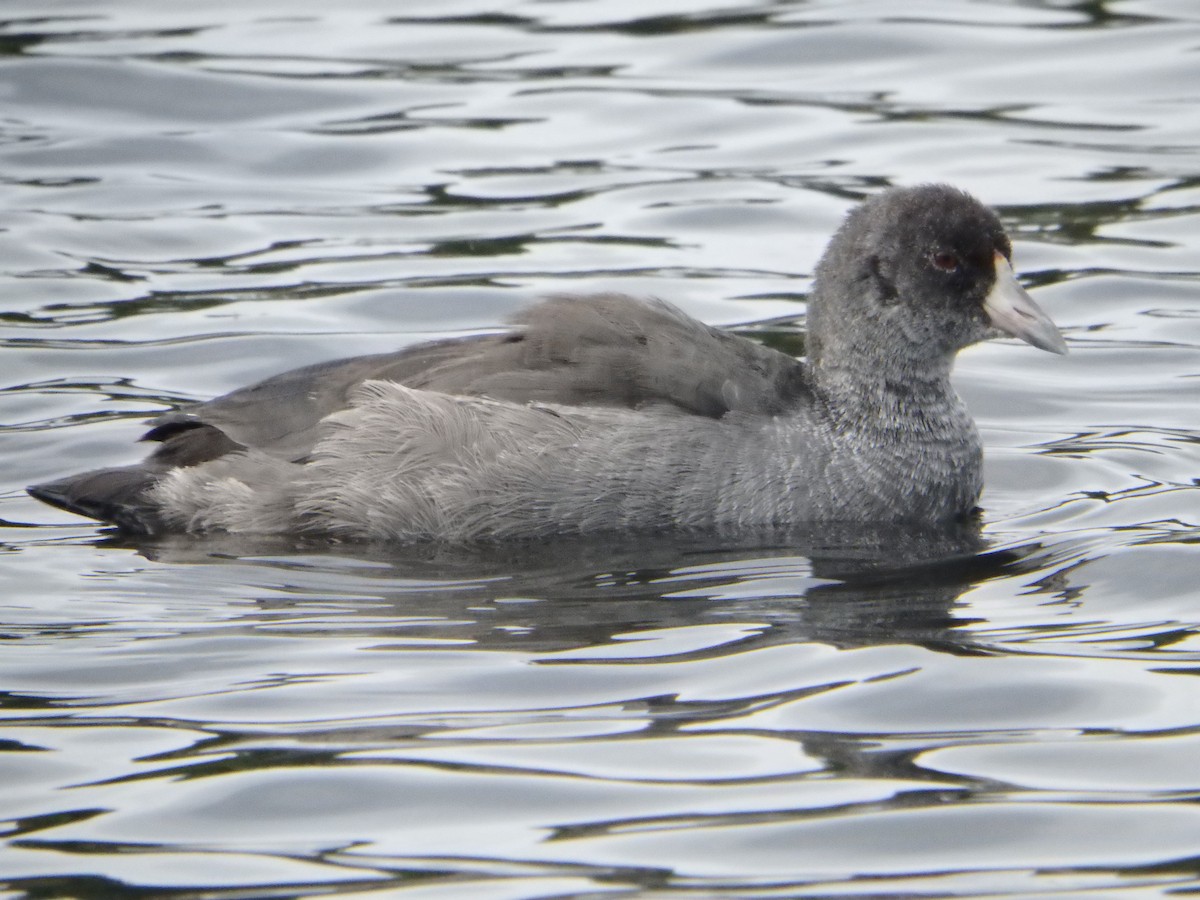 American Coot - ML173936671