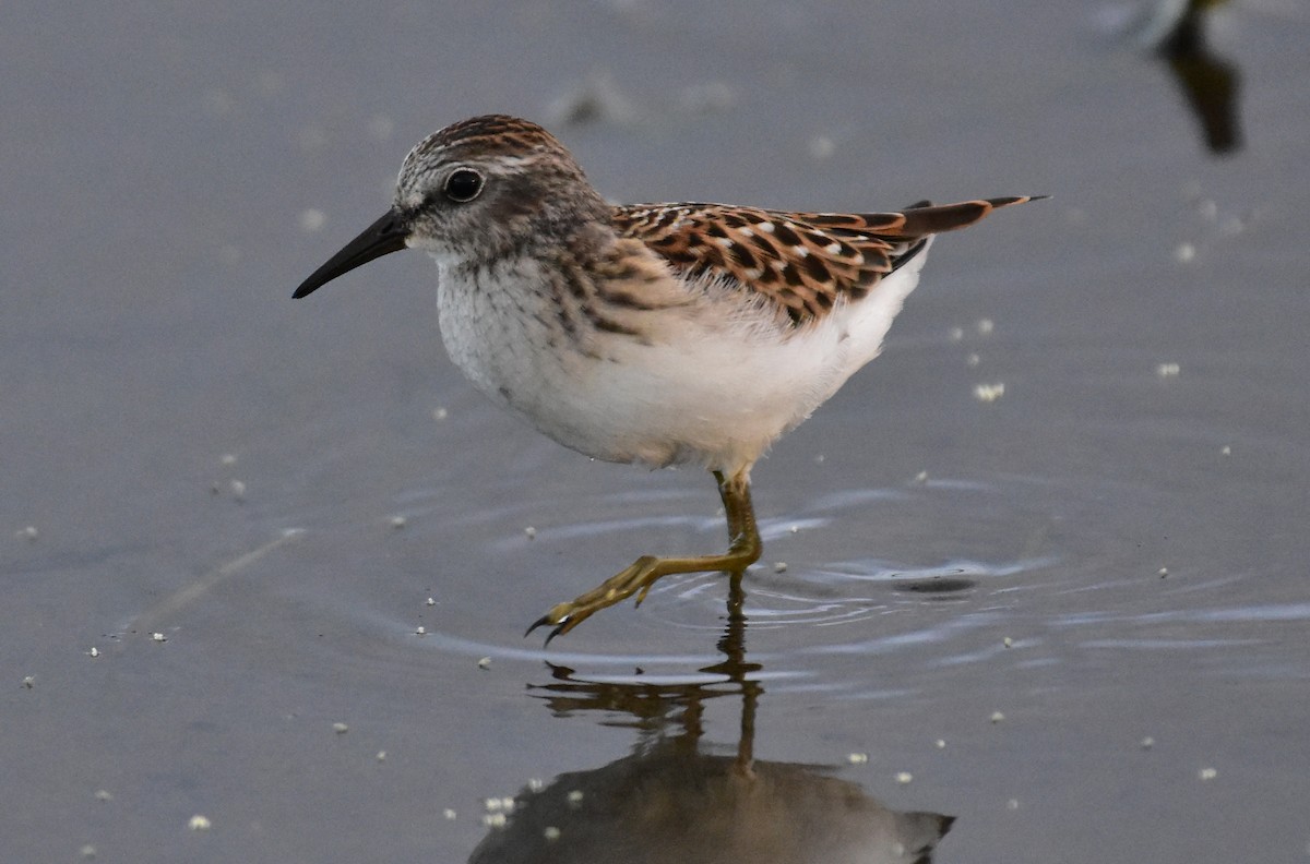 Least Sandpiper - Henry Trombley