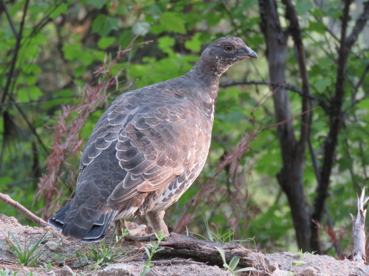 Dusky Grouse - ML173937721