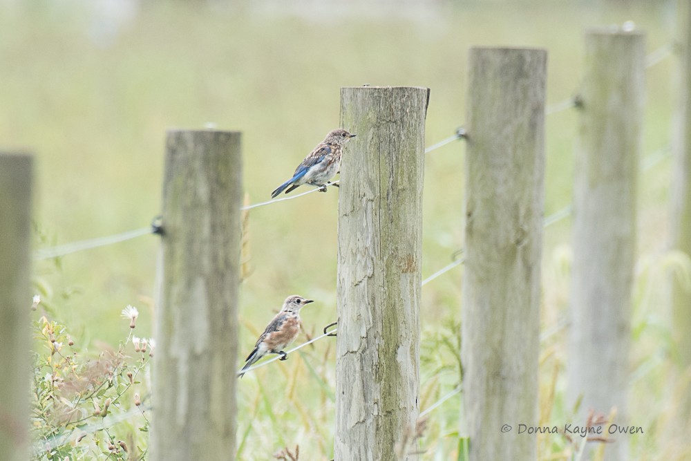 Eastern Bluebird - Donna Kayne