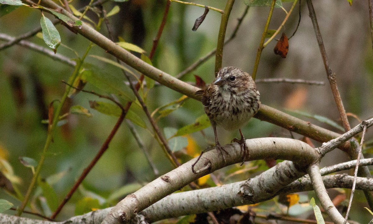 Song Sparrow (heermanni Group) - ML173940891