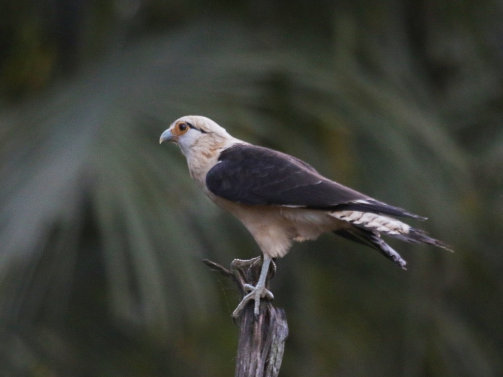 Yellow-headed Caracara - ML173940901