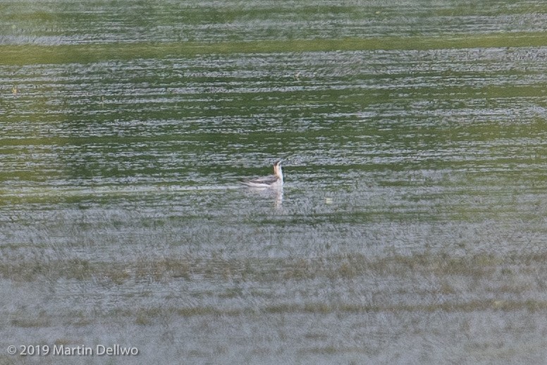 Red Phalarope - ML173941051