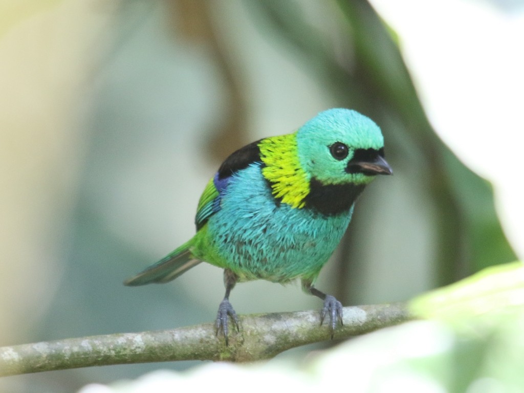Green-headed Tanager - ML173941571