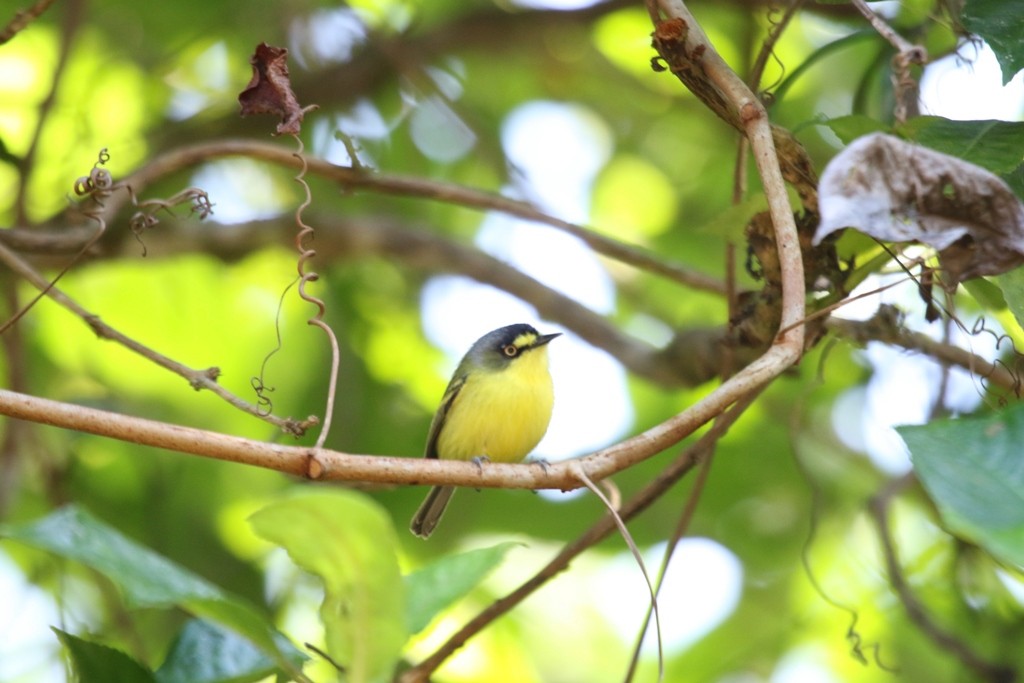 Gray-headed Tody-Flycatcher - ML173941801