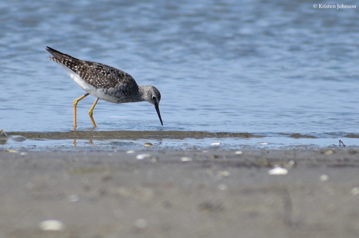 Lesser Yellowlegs - ML173942271