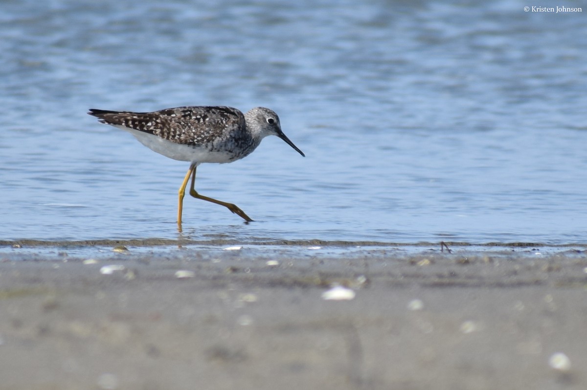 Lesser Yellowlegs - ML173942291