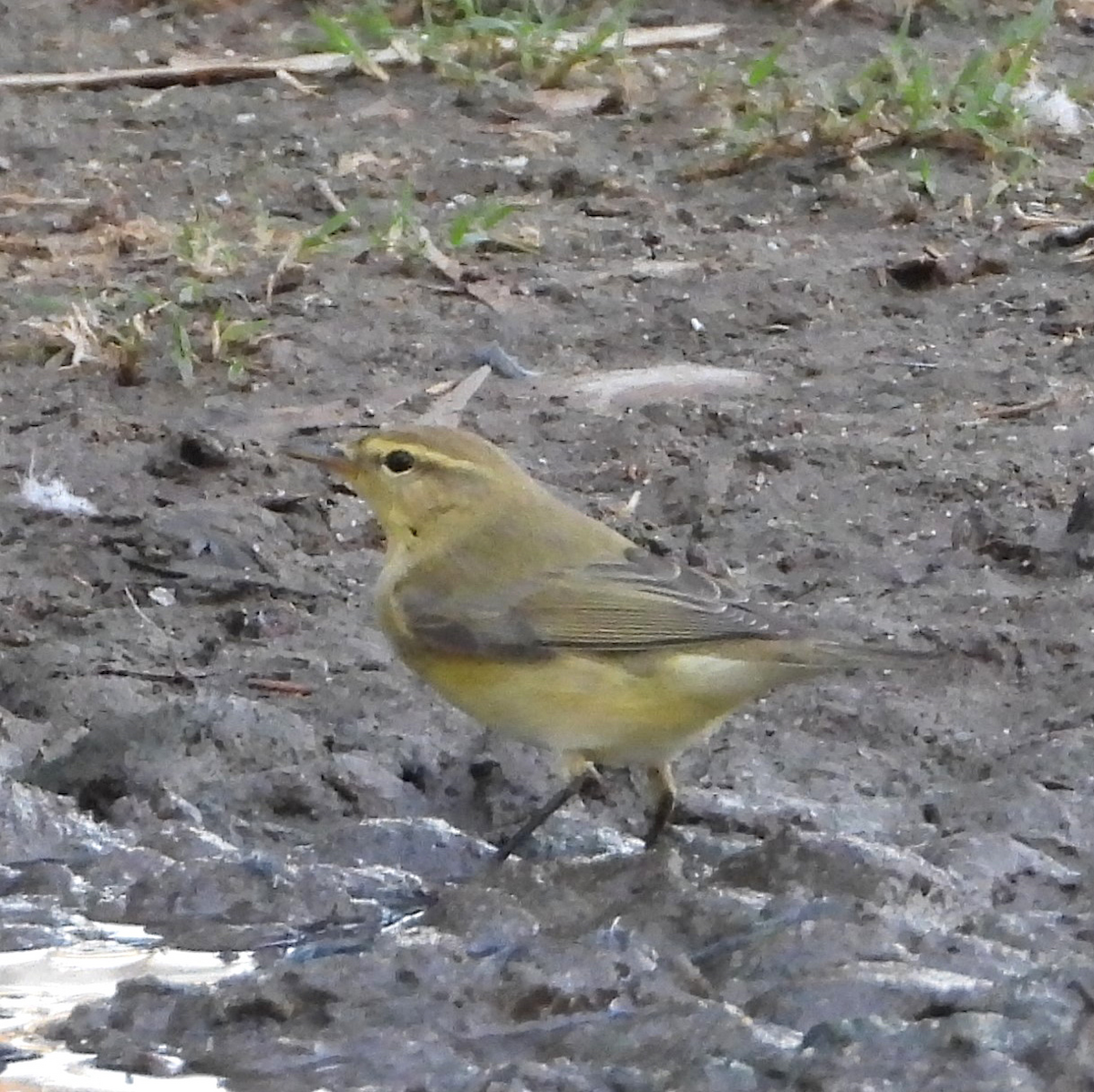 Mosquitero Musical - ML173943351