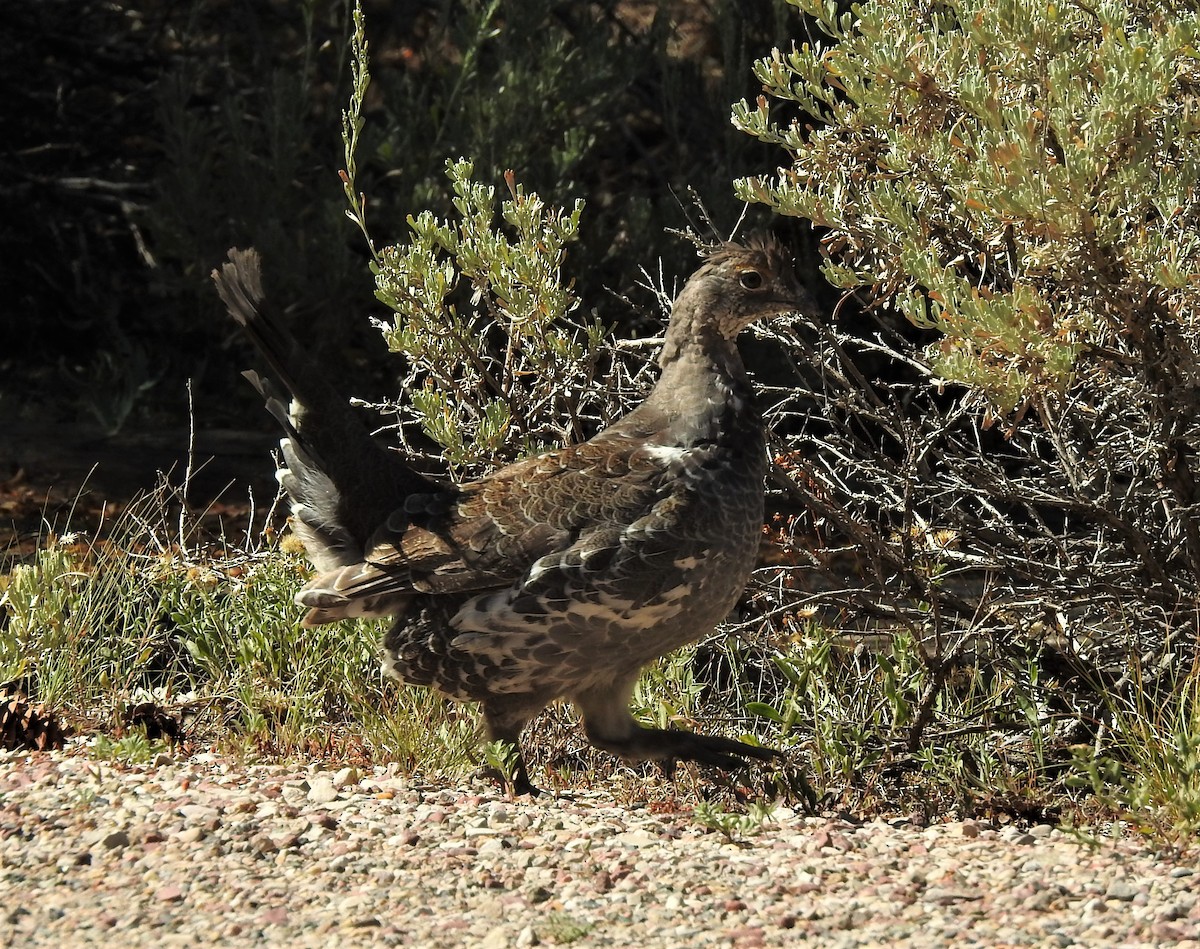 Dusky Grouse - ML173943501