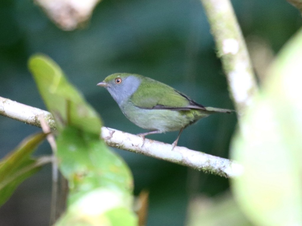 Pin-tailed Manakin - ML173943581