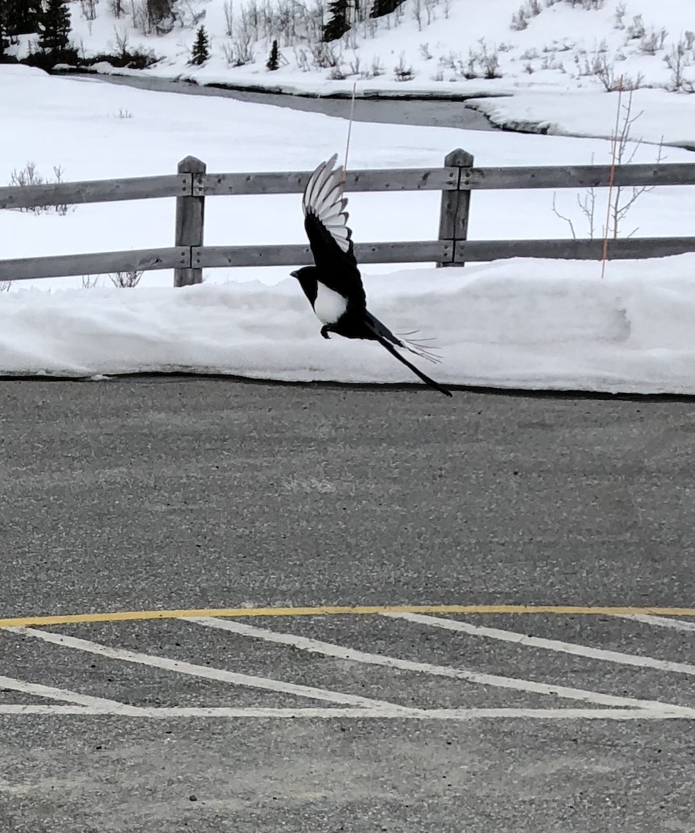 Black-billed Magpie - ML173943661