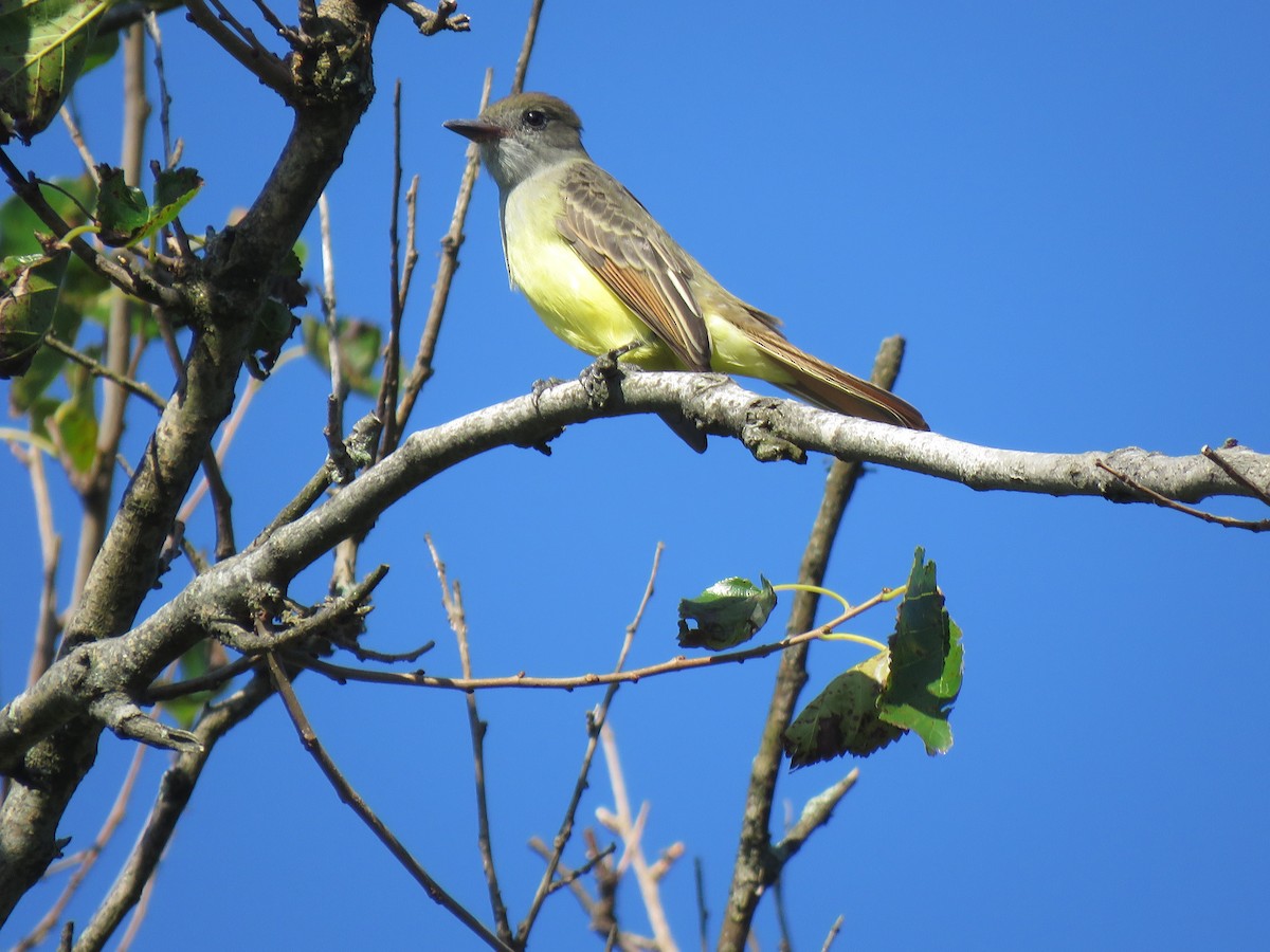 Great Crested Flycatcher - ML173944101