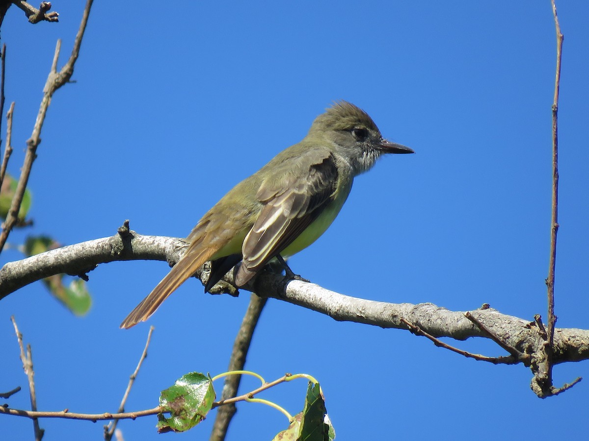 Great Crested Flycatcher - ML173944111