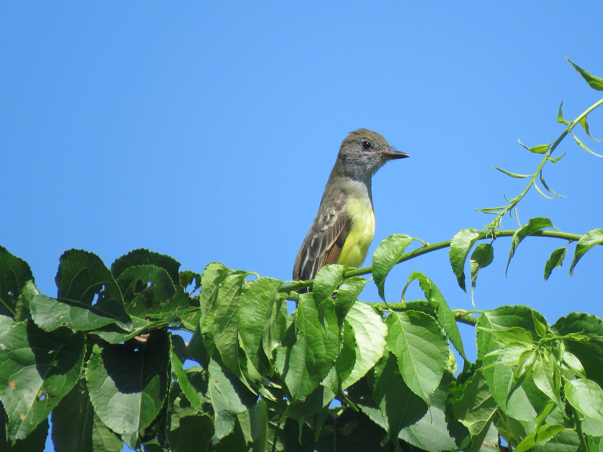 Great Crested Flycatcher - ML173944121