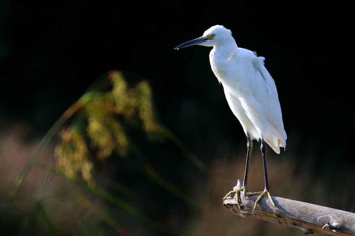 Snowy Egret - Martina Nordstrand