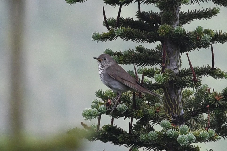 Gray-cheeked Thrush - ML173946941