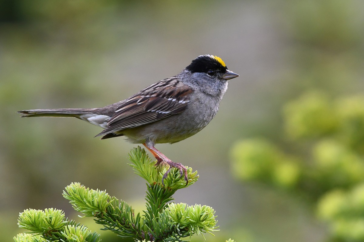 Golden-crowned Sparrow - David M. Bell