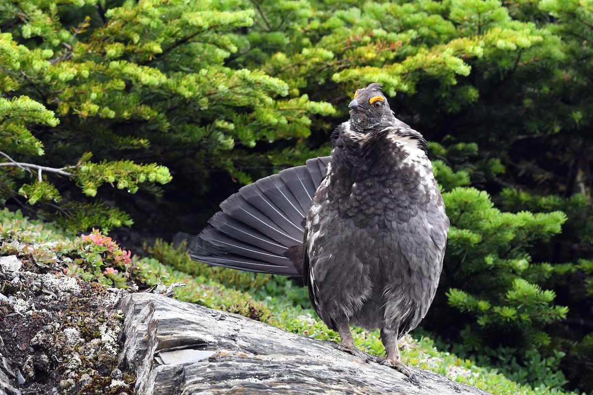 Dusky Grouse - ML173948011