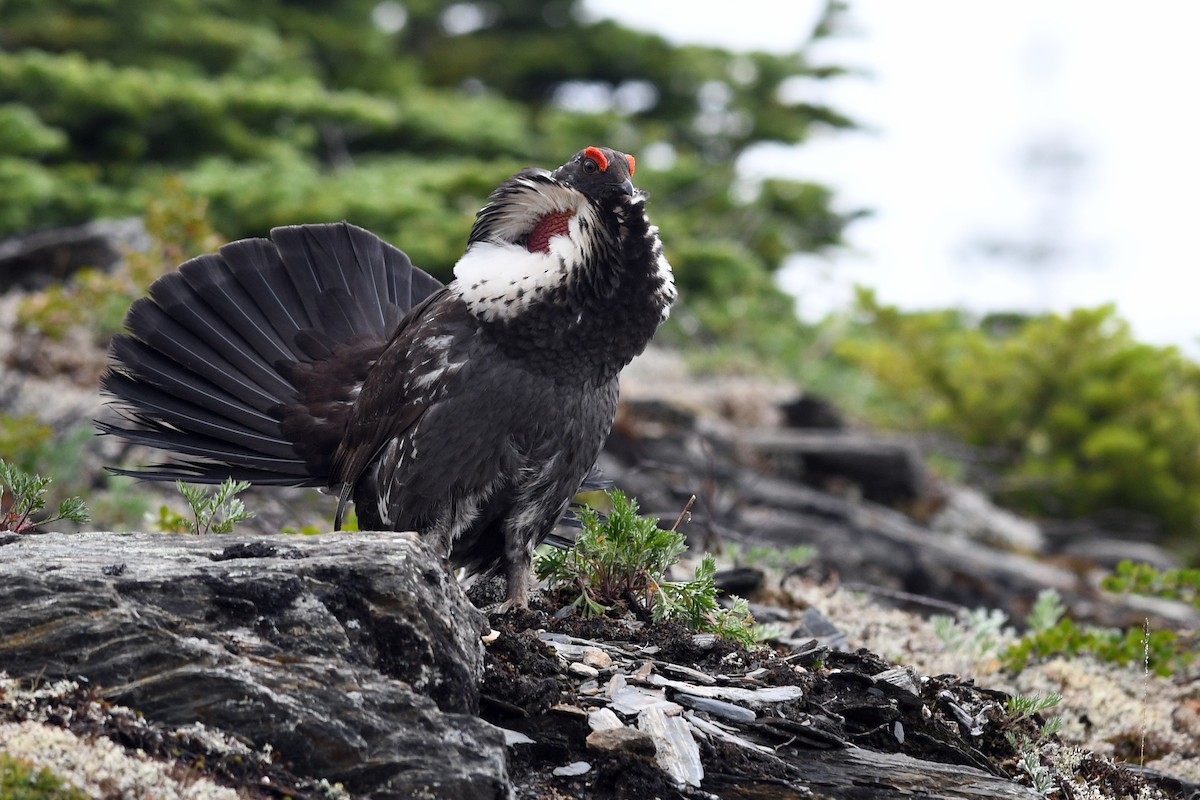 Dusky Grouse - ML173948271