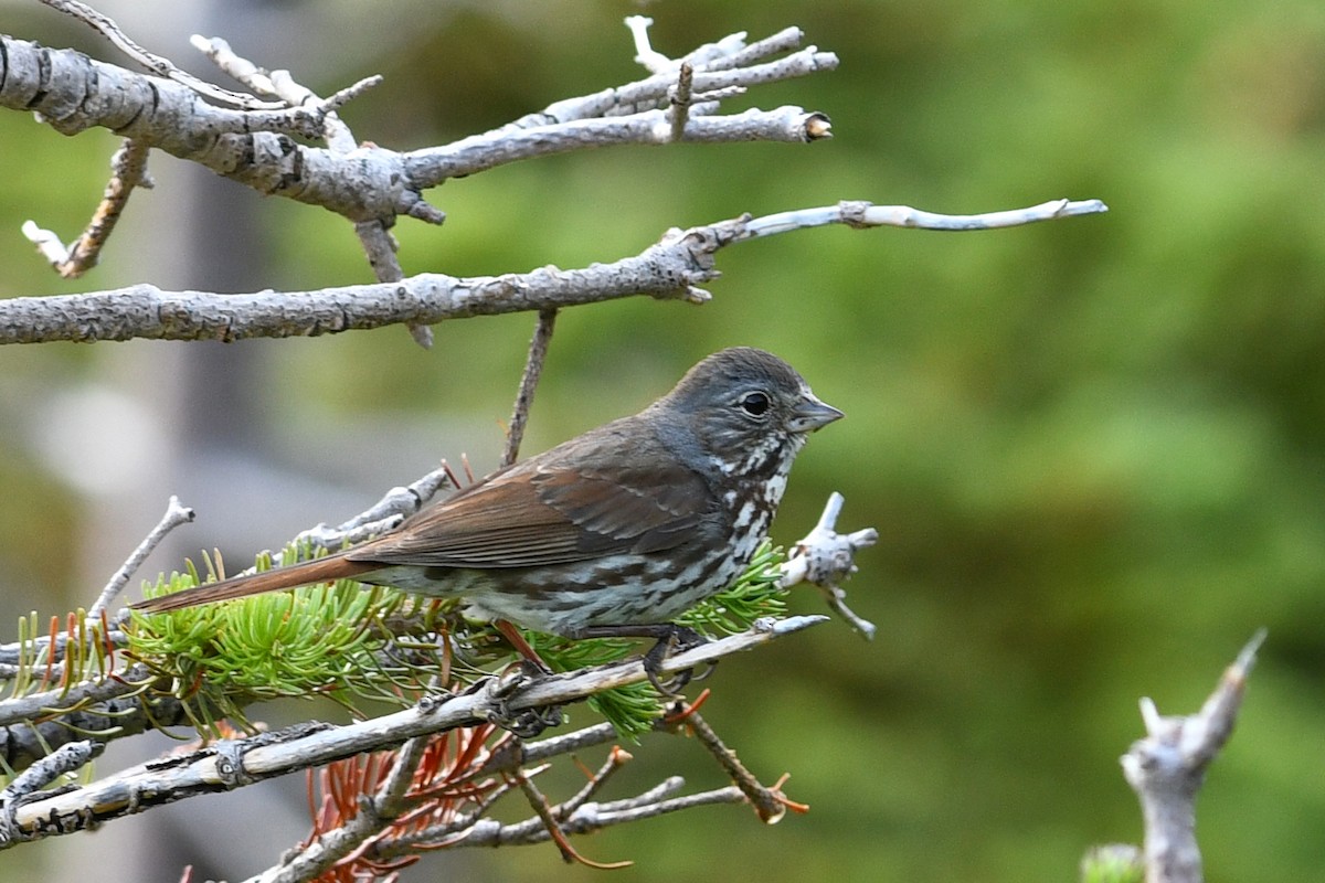 Fox Sparrow (Slate-colored) - ML173948431