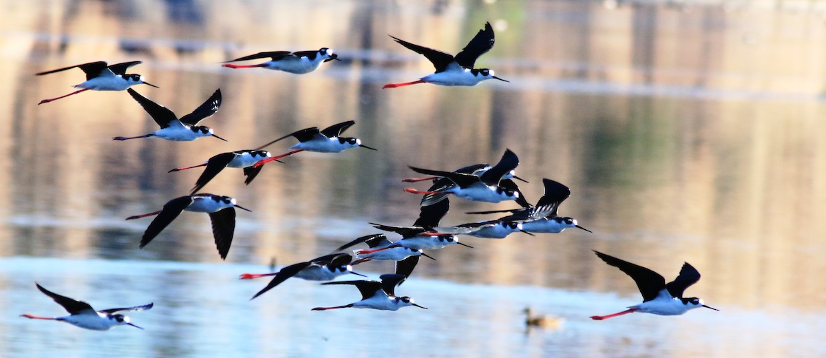 Black-necked Stilt - Doug and Diane Iverson