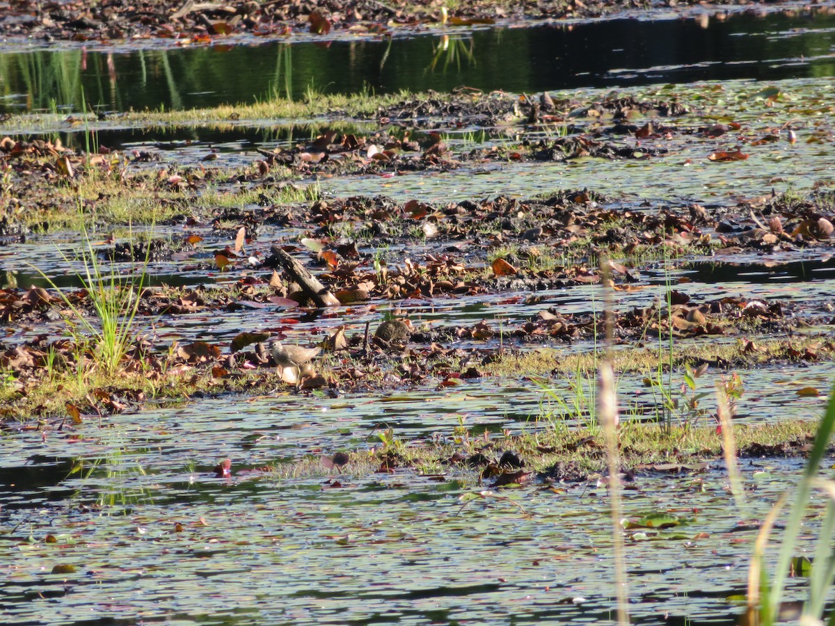 Solitary Sandpiper - ML173950561