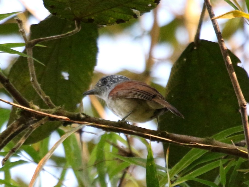 Rufous-backed Antvireo - Fernando  Jacobs