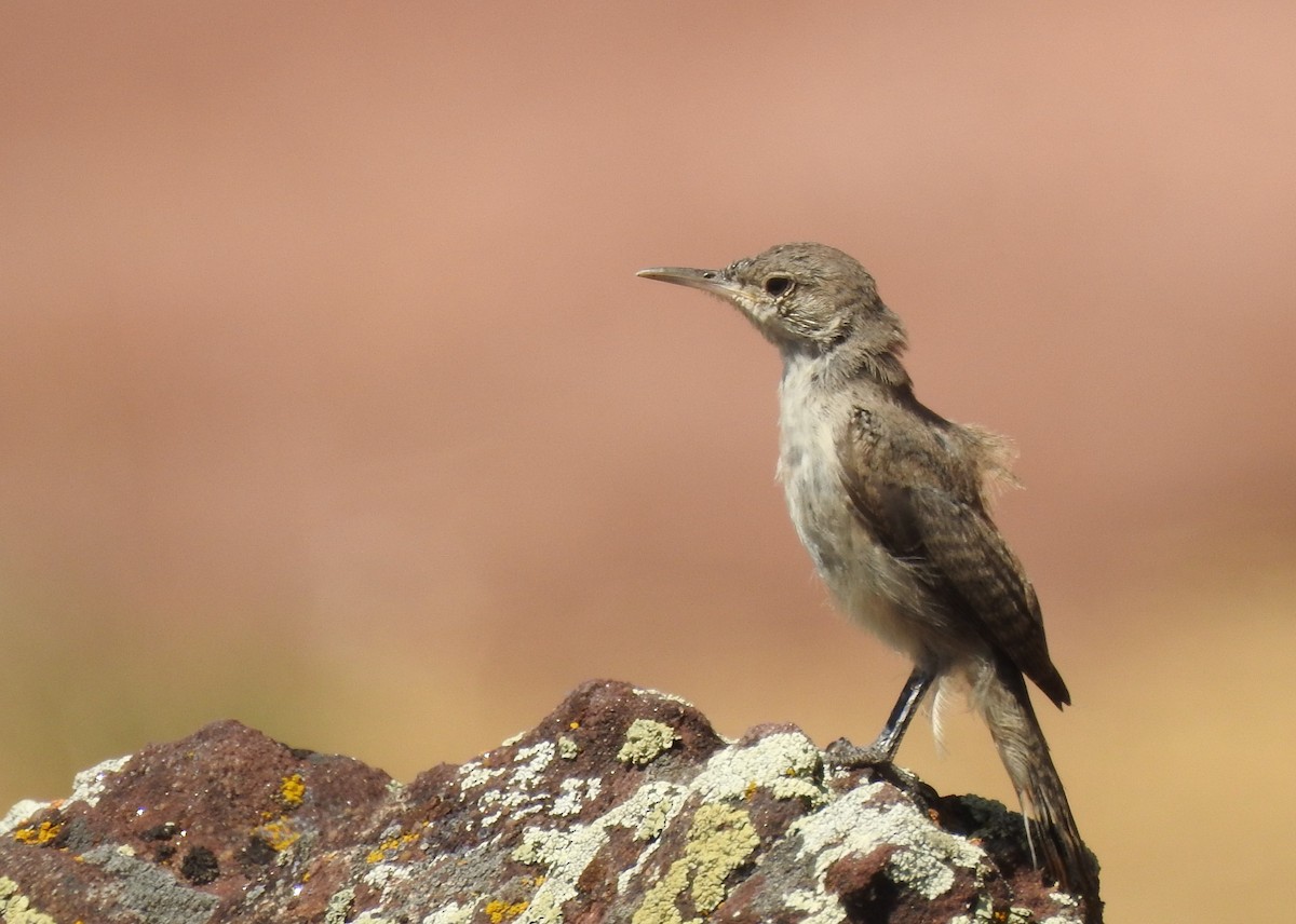 Rock Wren - ML173951201