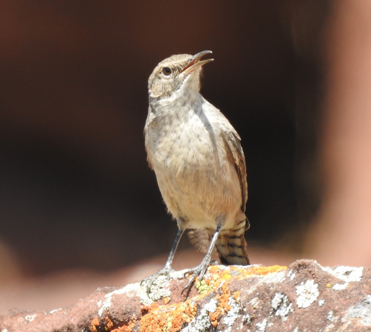 Rock Wren - ML173951251