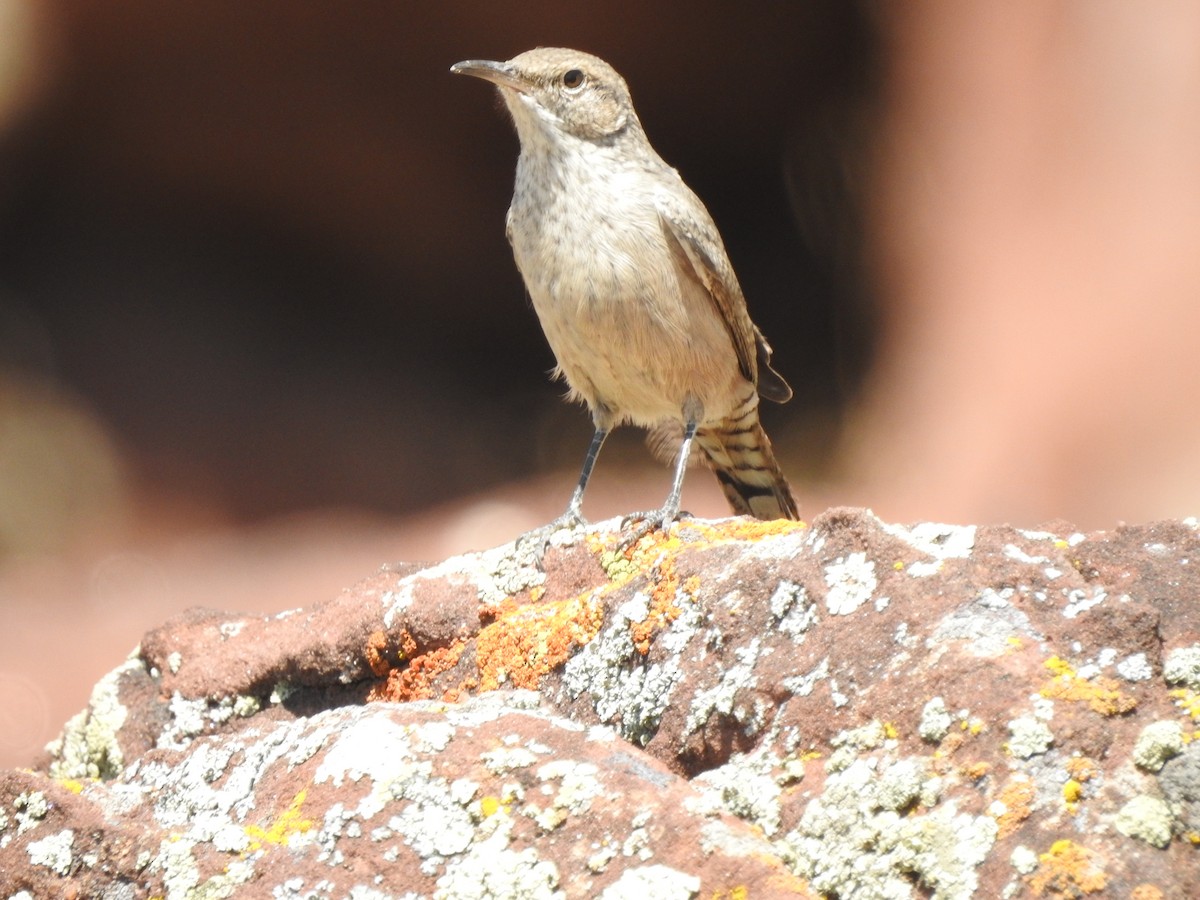 Rock Wren - ML173951481