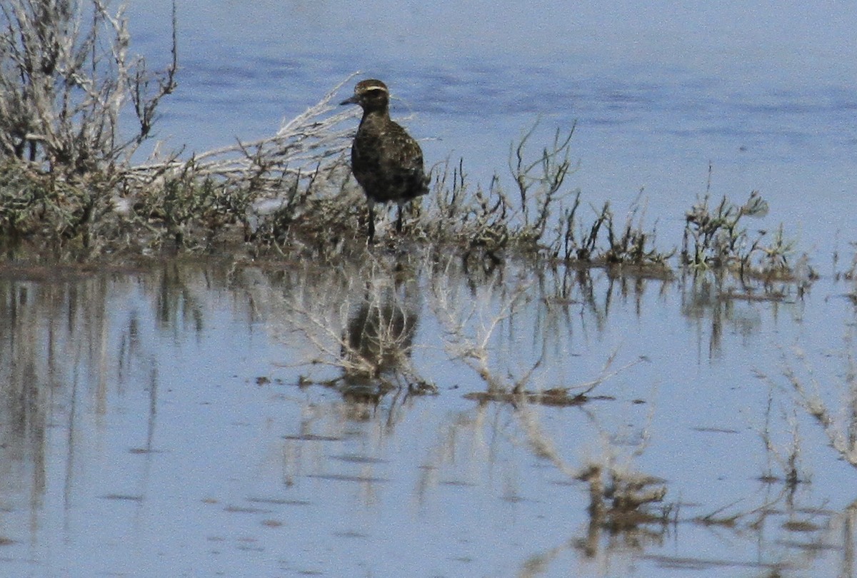 Chorlito Dorado Siberiano - ML173951651