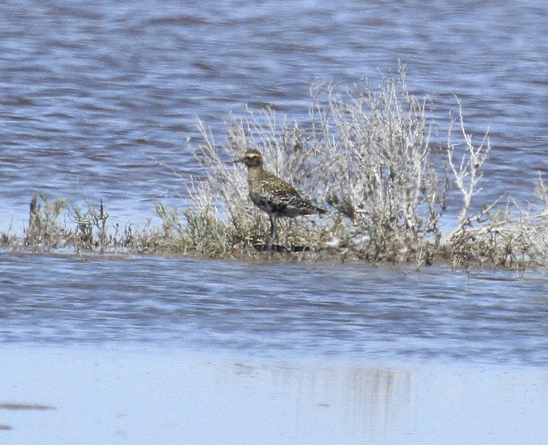 Pacific Golden-Plover - Esme Rosen