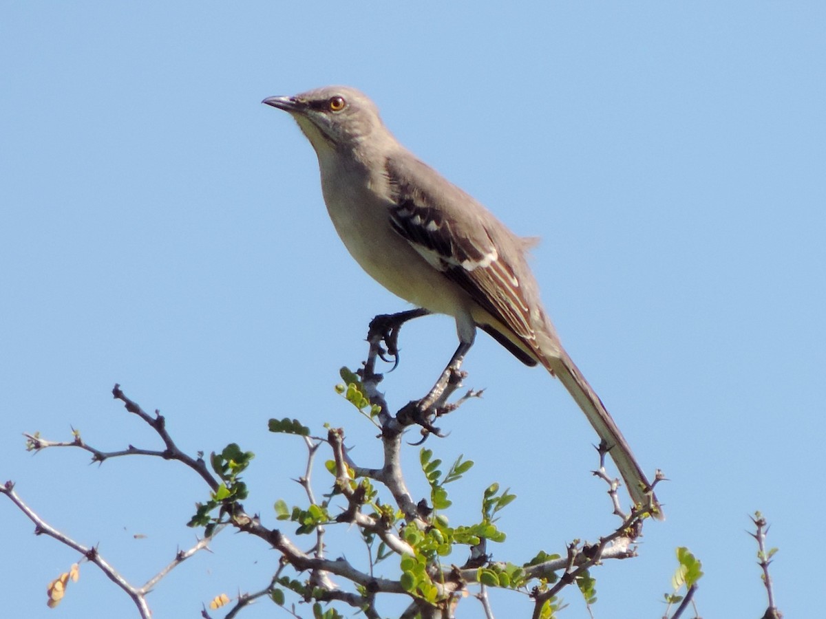 Northern Mockingbird - ML173951681