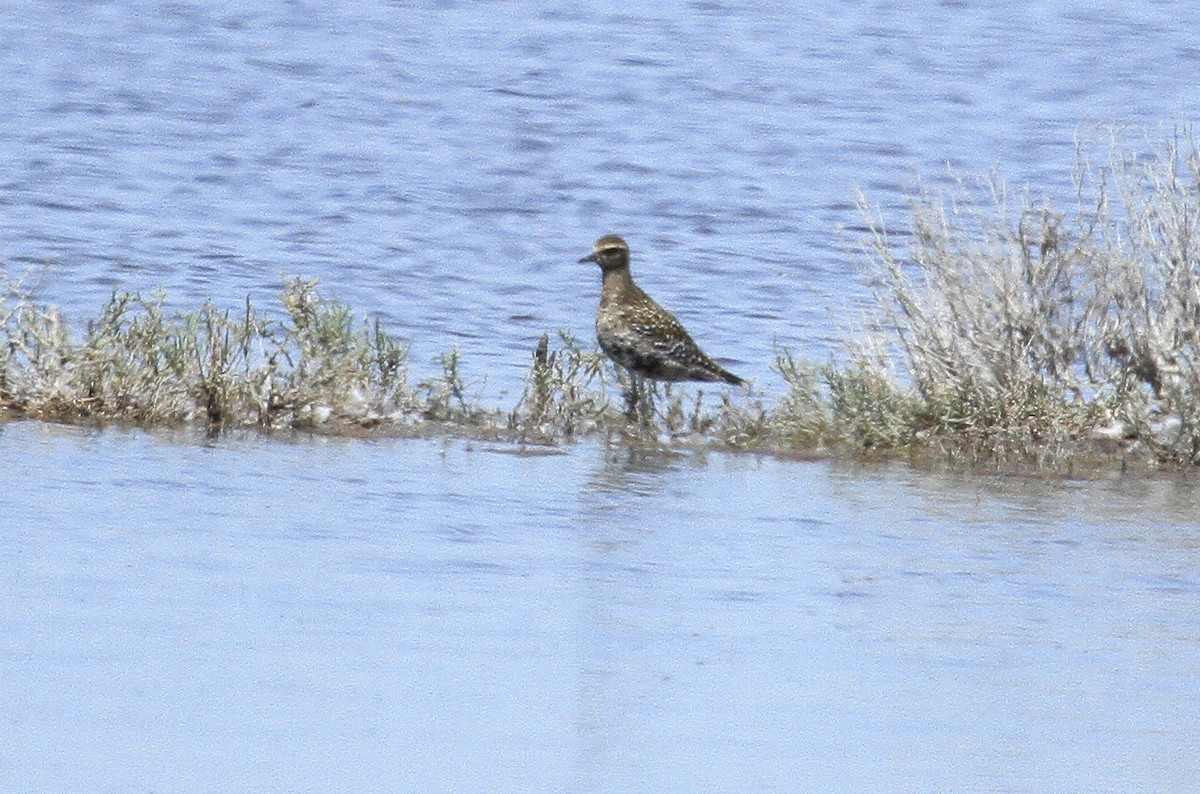 Chorlito Dorado Siberiano - ML173951691