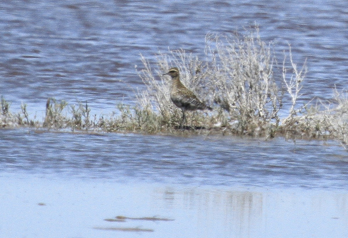 Chorlito Dorado Siberiano - ML173951711