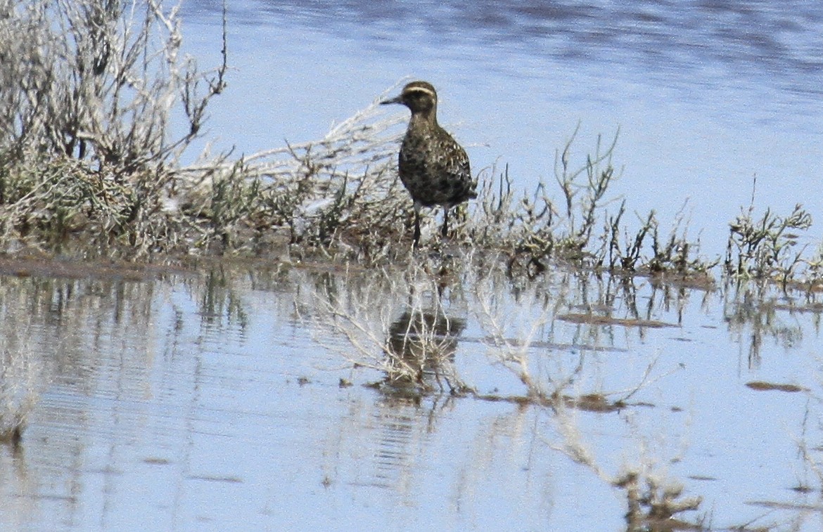 Pacific Golden-Plover - Esme Rosen