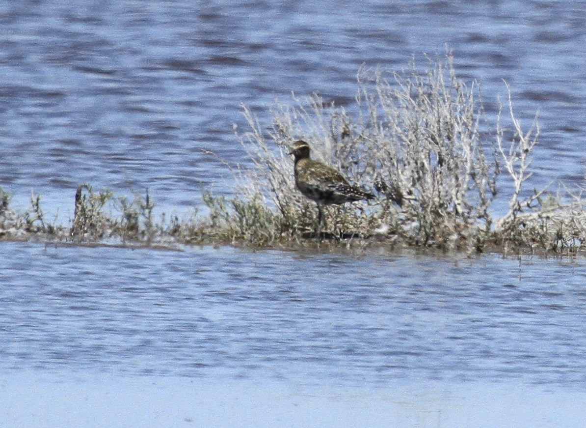 Chorlito Dorado Siberiano - ML173951801