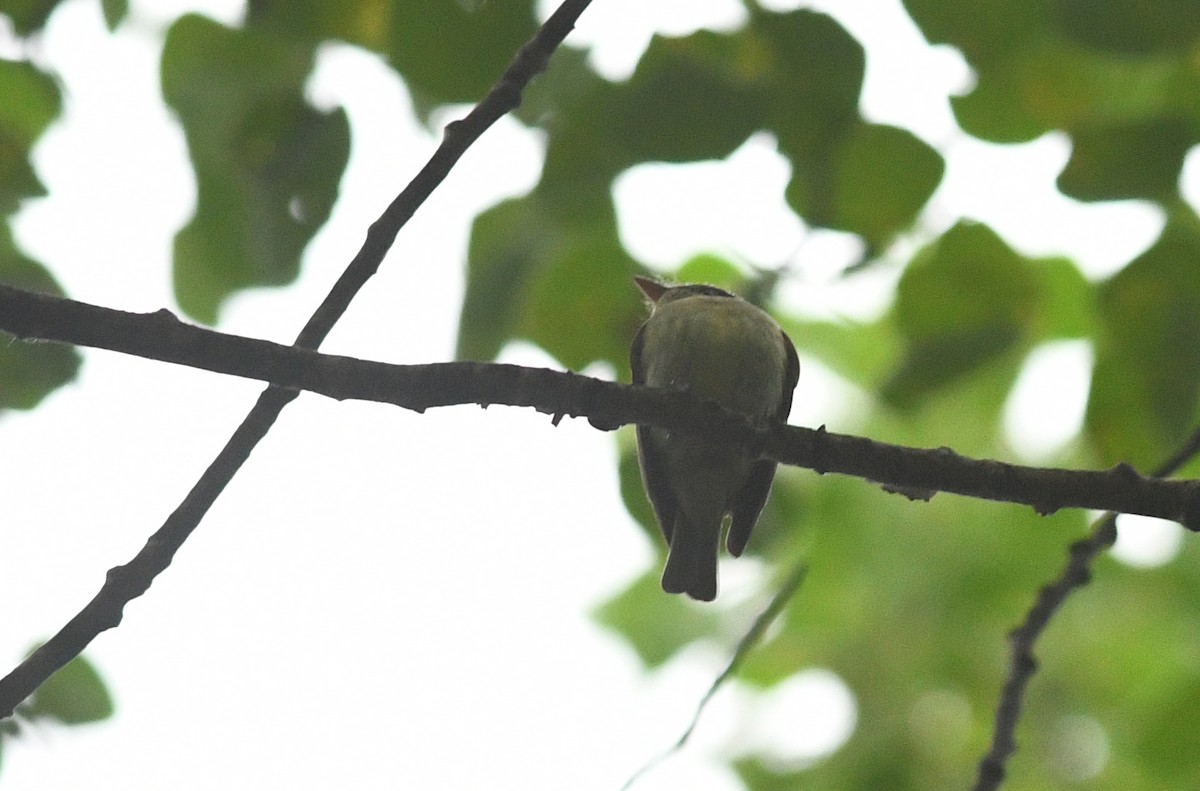 Yellow-bellied Flycatcher - ML173952141