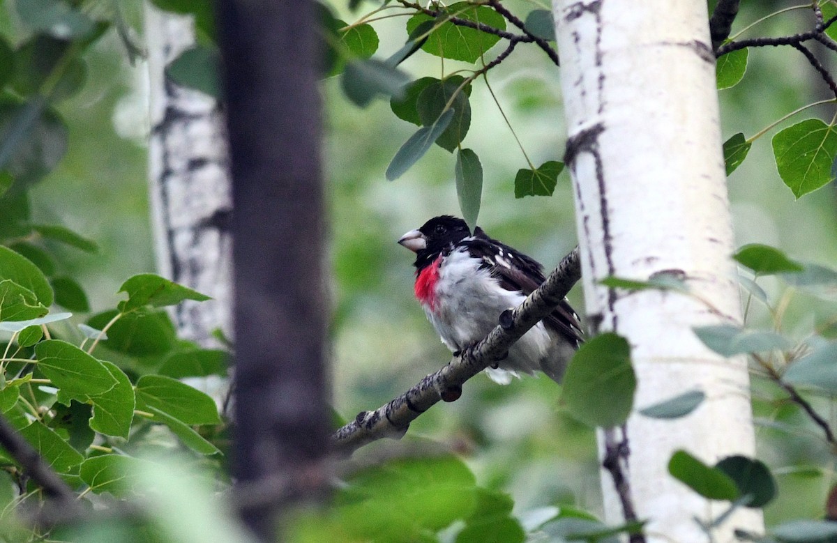 Rose-breasted Grosbeak - ML173952171