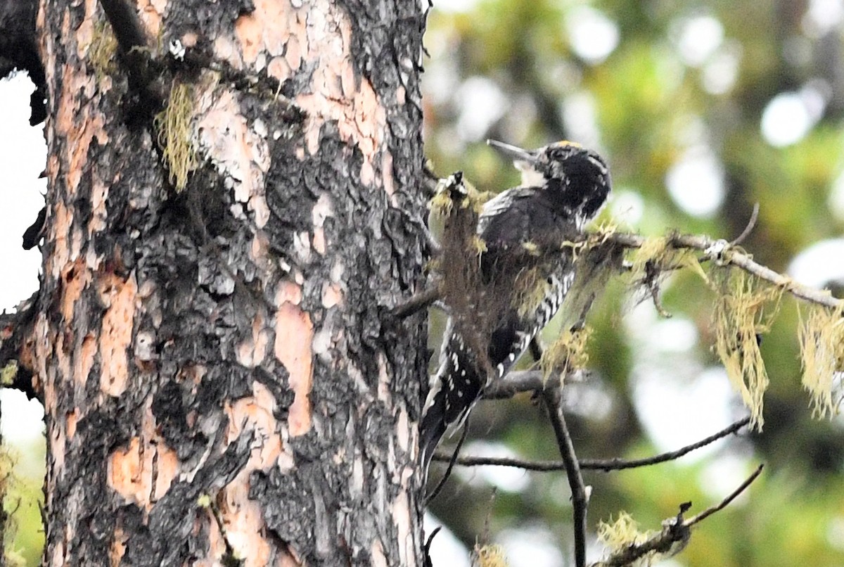 American Three-toed Woodpecker - ML173952201