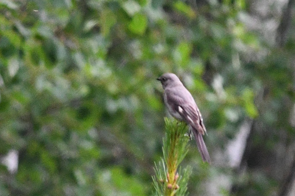 Townsend's Solitaire - ML173952211