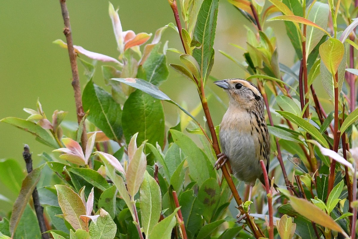 LeConte's Sparrow - ML173952321