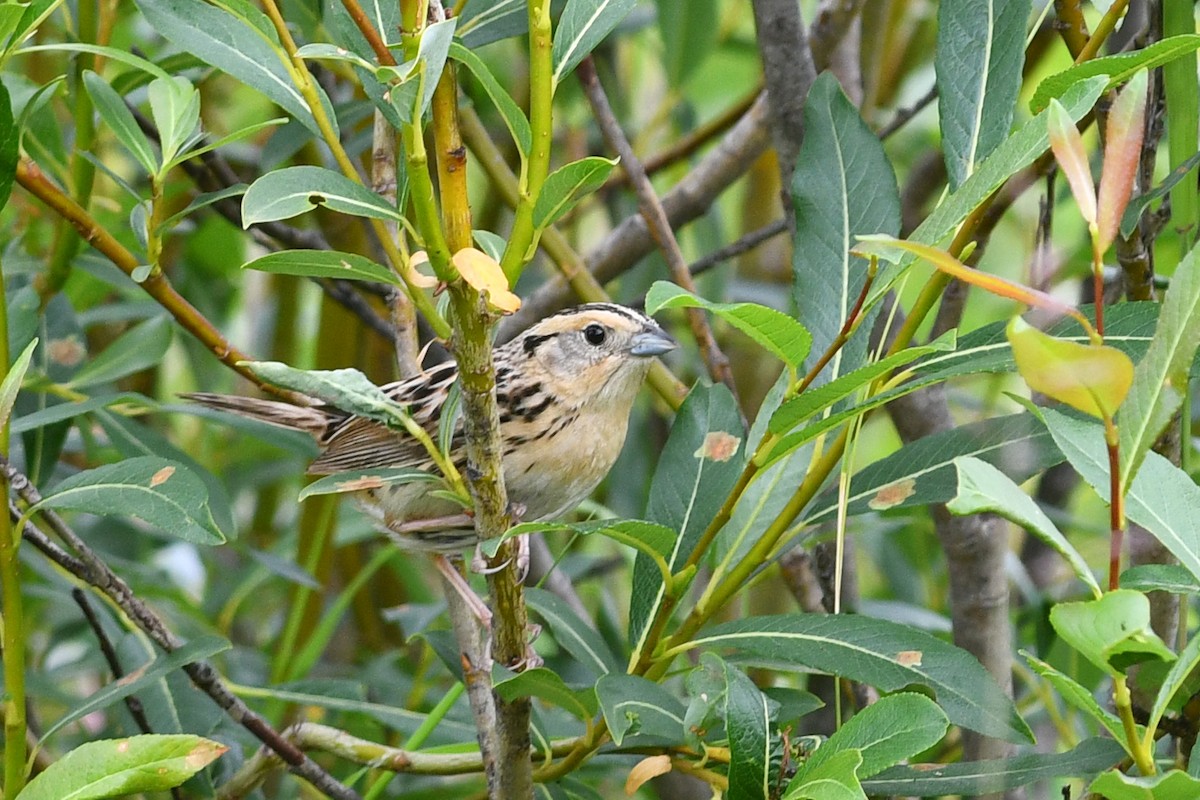 LeConte's Sparrow - ML173952331