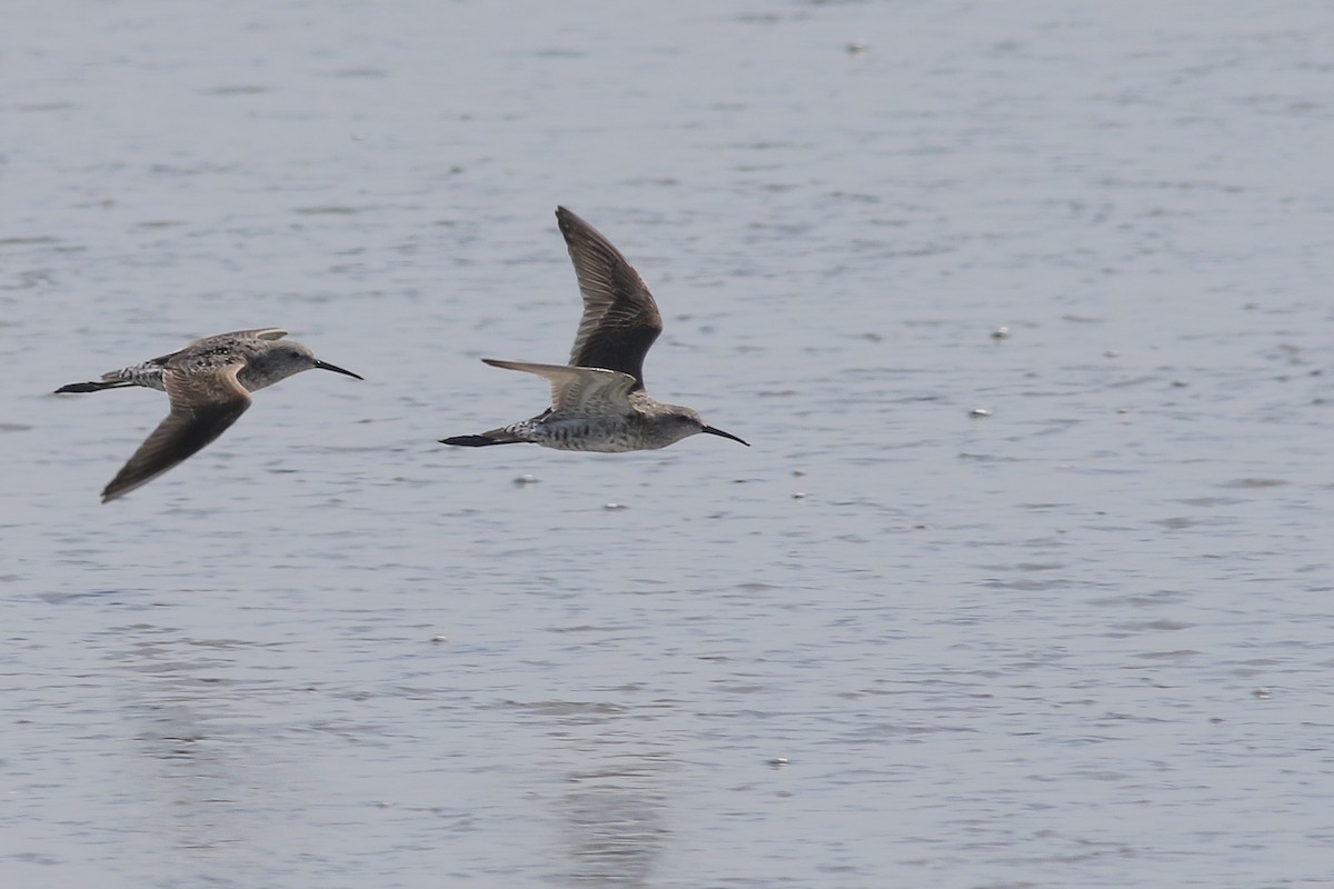 Stilt Sandpiper - Anonymous