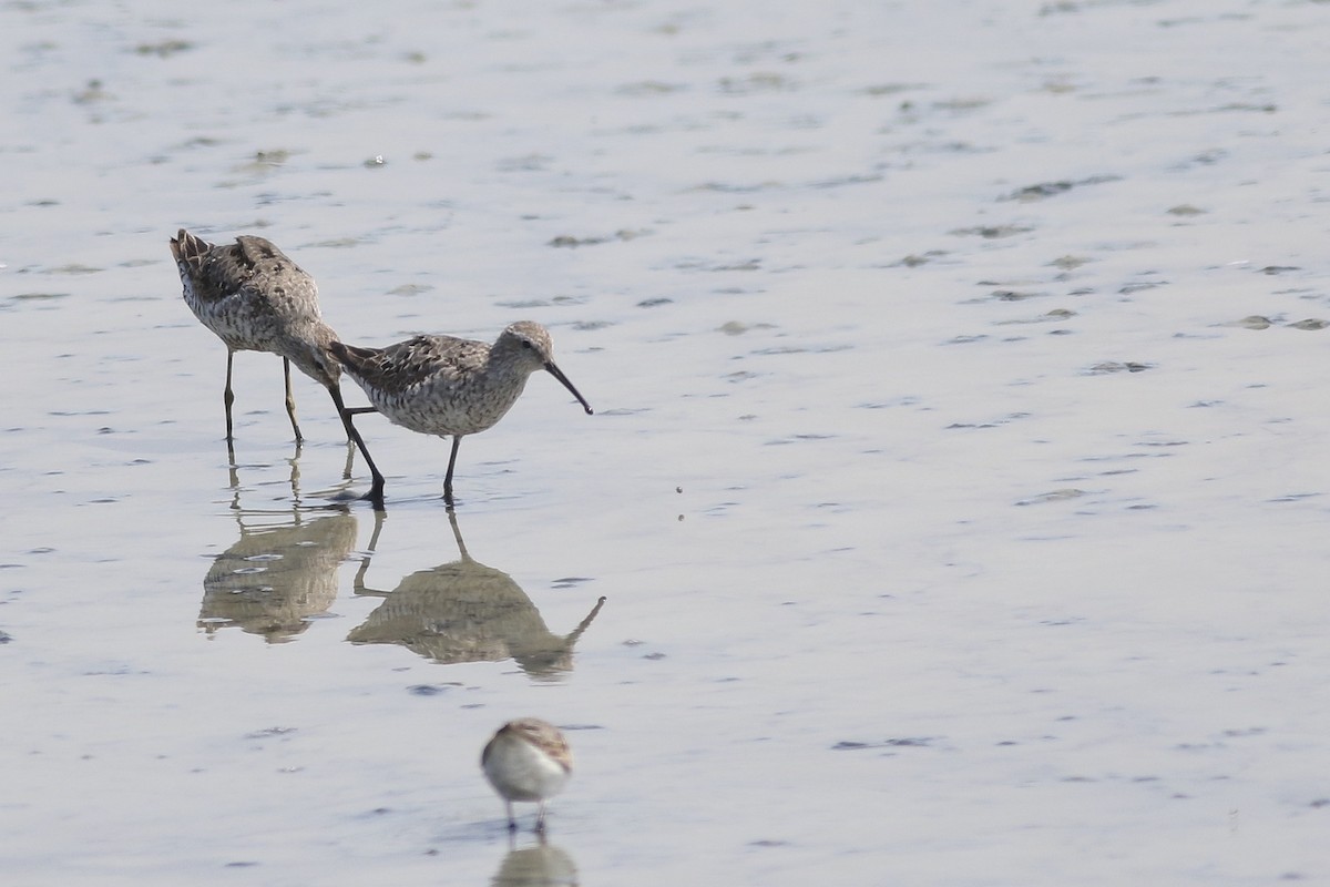 Stilt Sandpiper - Anonymous