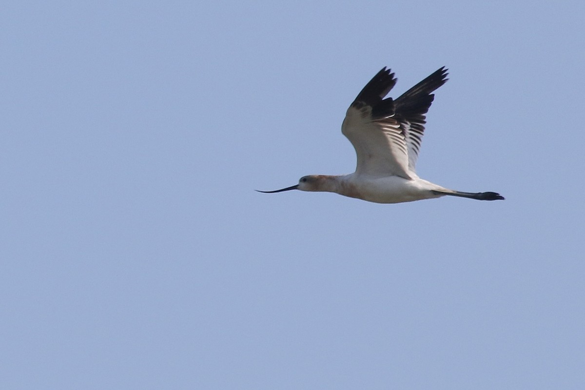 Avoceta Americana - ML173953191