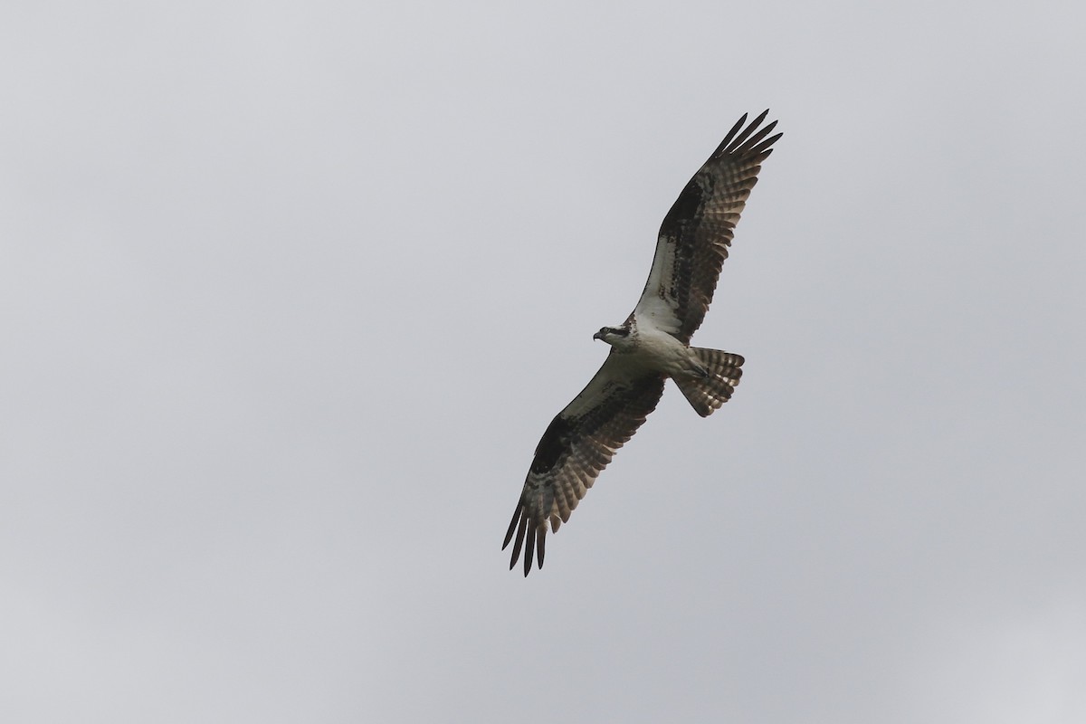 Balbuzard pêcheur - ML173953651